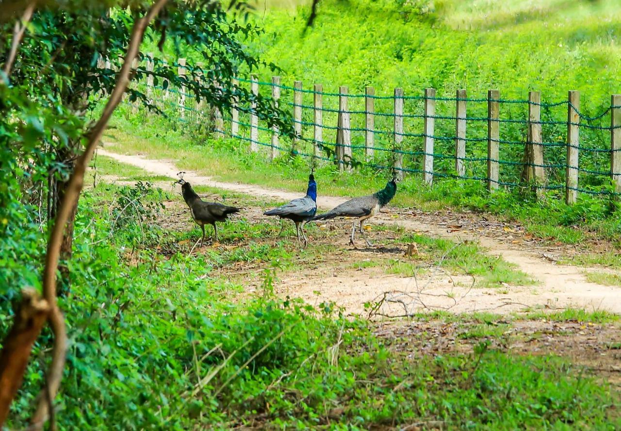 Doola River Edge Udawalawe Exterior photo